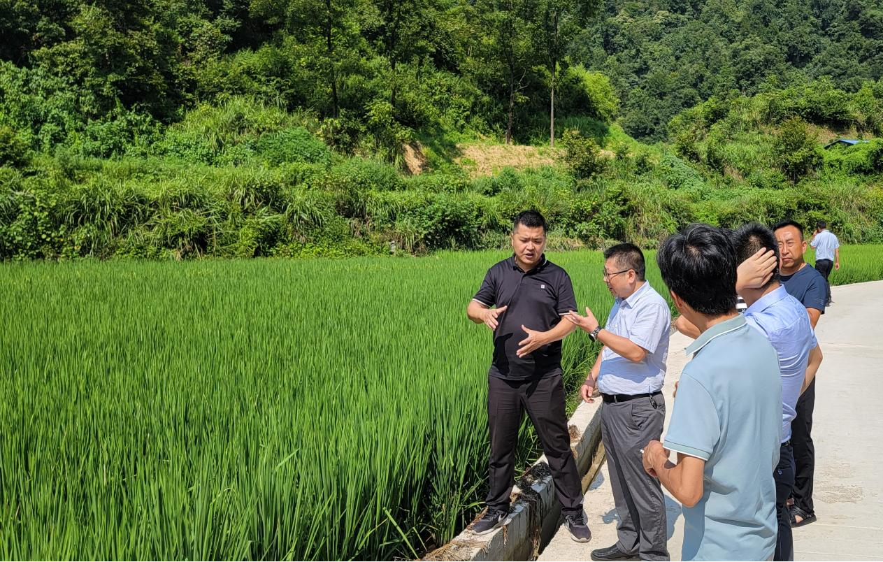 州苗侗山珍协会赴台江县排羊乡开展稻鱼种养殖树模基地授牌选址考察_黔东南州jbo竞博集团